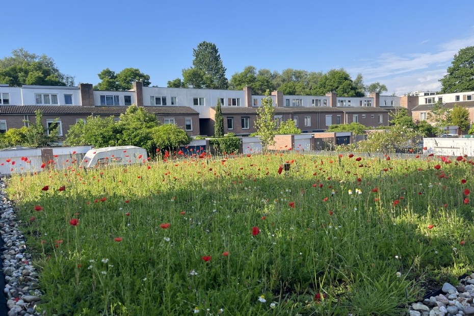 Rooftop Flower Meadow in Maastricht Rooftop Flower Meadow in Maastricht