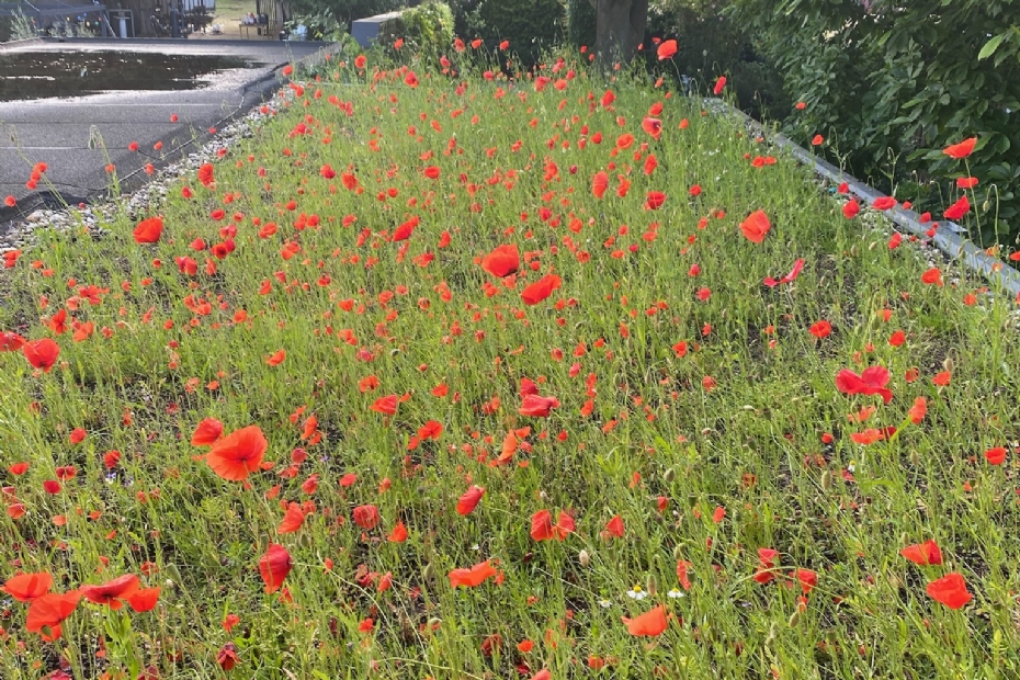 Another Rooftop Flower Meadow in Maastricht Another Rooftop Flower Meadow in Maastricht