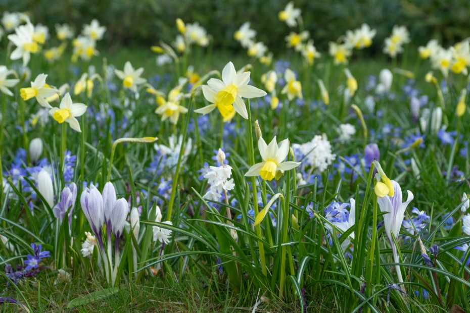 Special mixture for Hendrik van Boeijenlaan and Prinses Irenelaan in Leidschendam and Voorburg, respectively