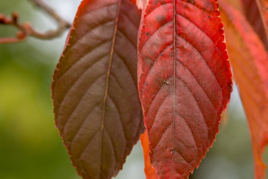 Detail orange-red autumn leaf