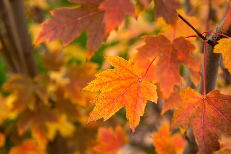 Leaf detail: vivid orange-red autumn colours Leaf detail: vivid orange-red autumn colours