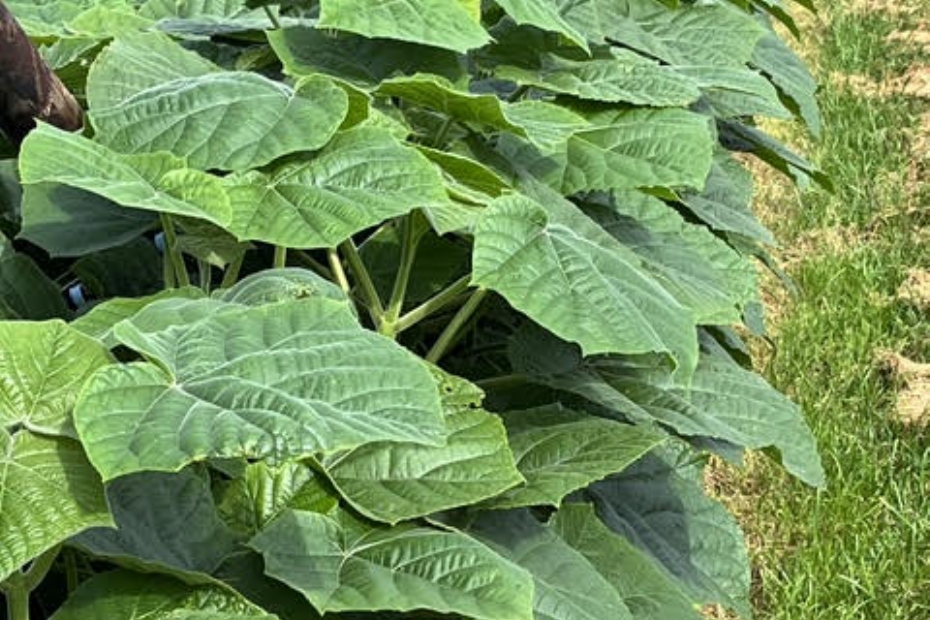 Paulownia cultivation generates many carbon credits Paulownia cultivation generates many carbon credits