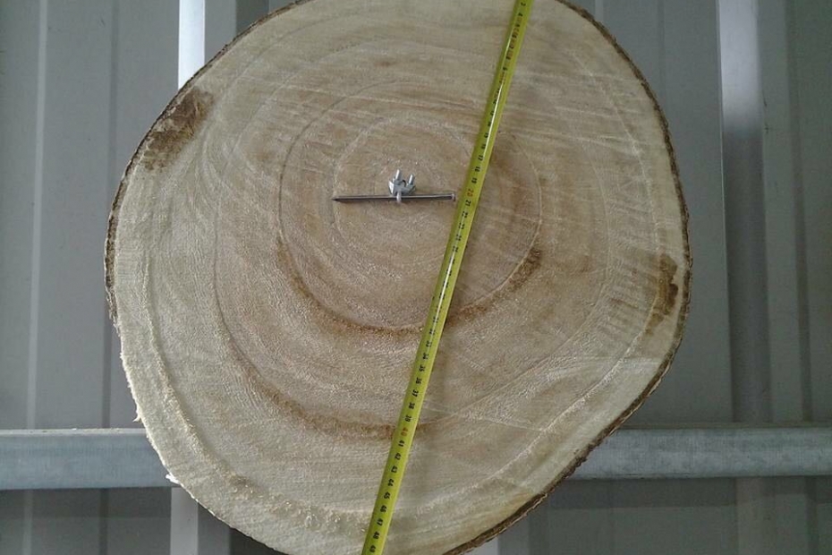 Paulownia wood is ideal for biobased construction Paulownia wood is ideal for biobased construction