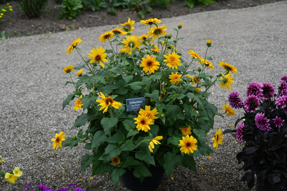 Helianthus Sunfinity Double Yellow (Syngenta) Helianthus Sunfinity Double Yellow (Syngenta)