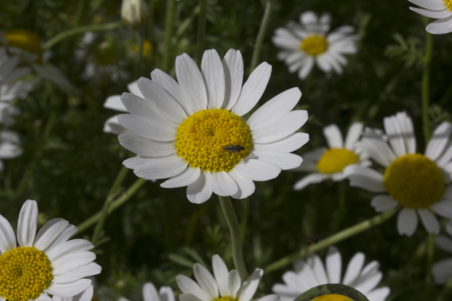 a daisy from southern france is genetically different from a daisy from drenthe