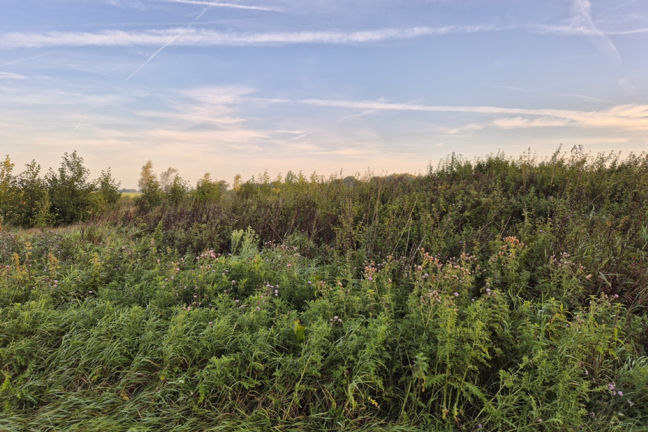 The roughness of phase 1 is clearly visible here