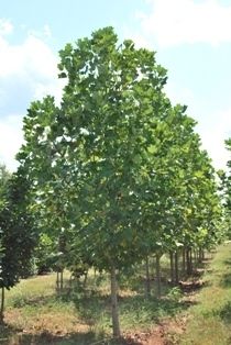 ISS schenkt boom aan gemeente Harderwijk