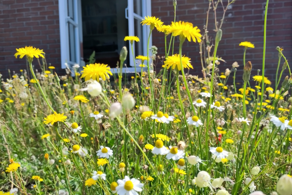 Rooftop Flower Meadow Rooftop Flower Meadow