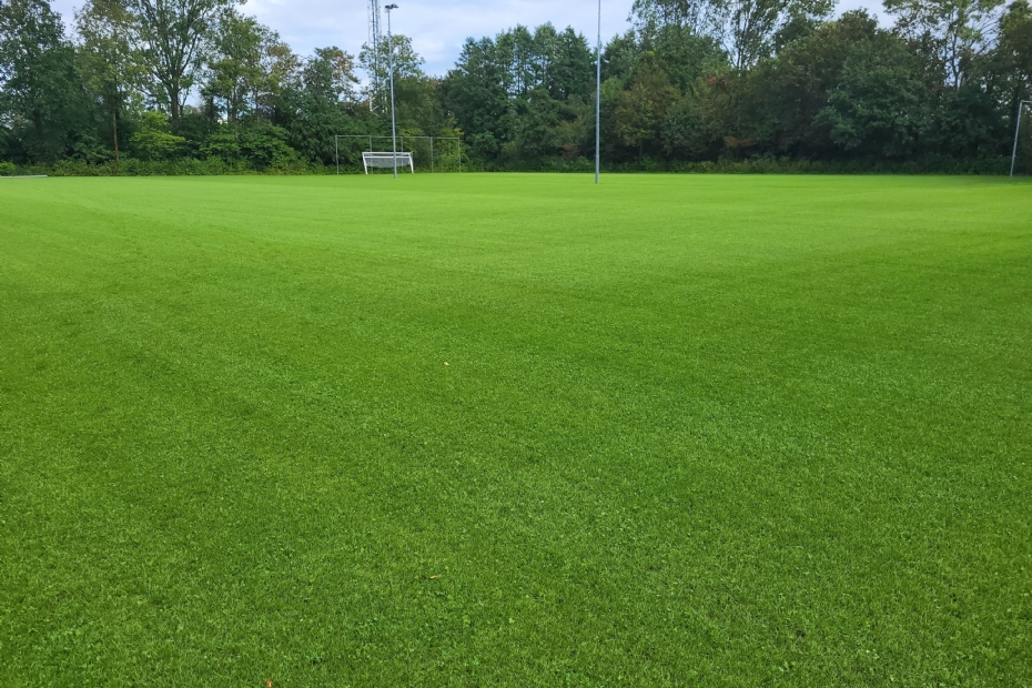 Microclover Sports Field 6: a perfectly even distribution of Microclover on this sports field—growing low between the grass, it forms a dense, strong turf.