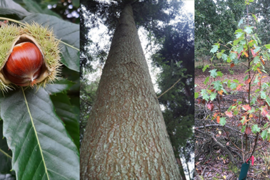 From left to right: sweet chestnut, common silver fir, and rowanberry (photos l. to r.: Bas Lerink, Paul Copini, and Mark Benders)