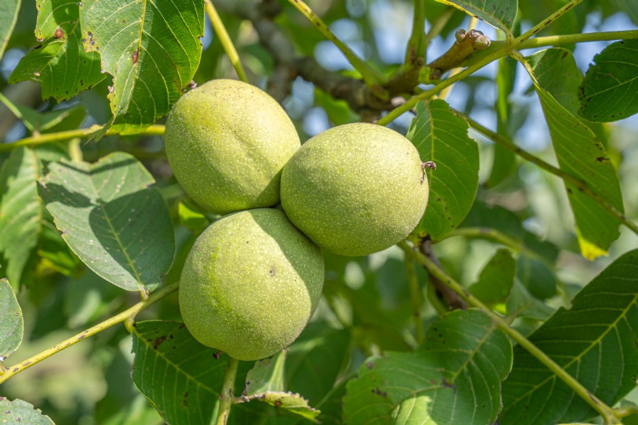 Juglans regia, fruit. Photo: Boomkwekerij Ebben