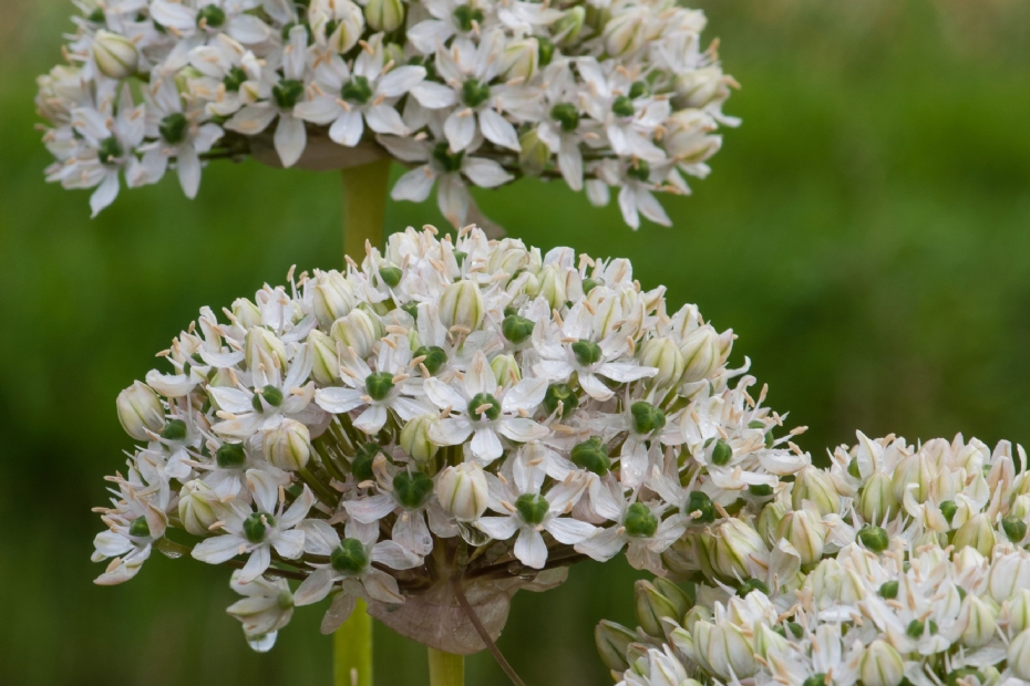 Allium nigrum