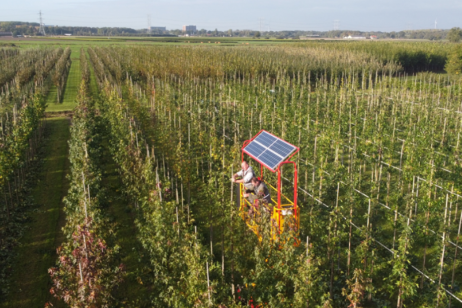 The pruning platforms at Tree Nursery Udenhout are electrically powered.