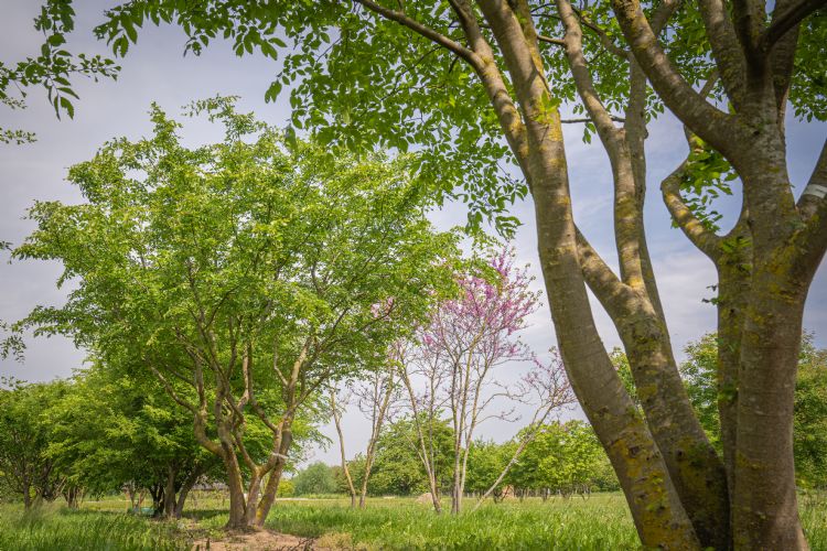 Zelkova carpinifolia. Photo credit: Ebben Tree Nursery