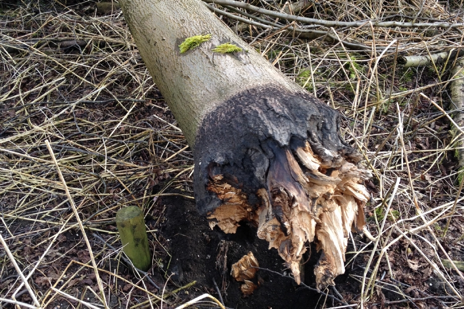 Incompatibility in a linden tree