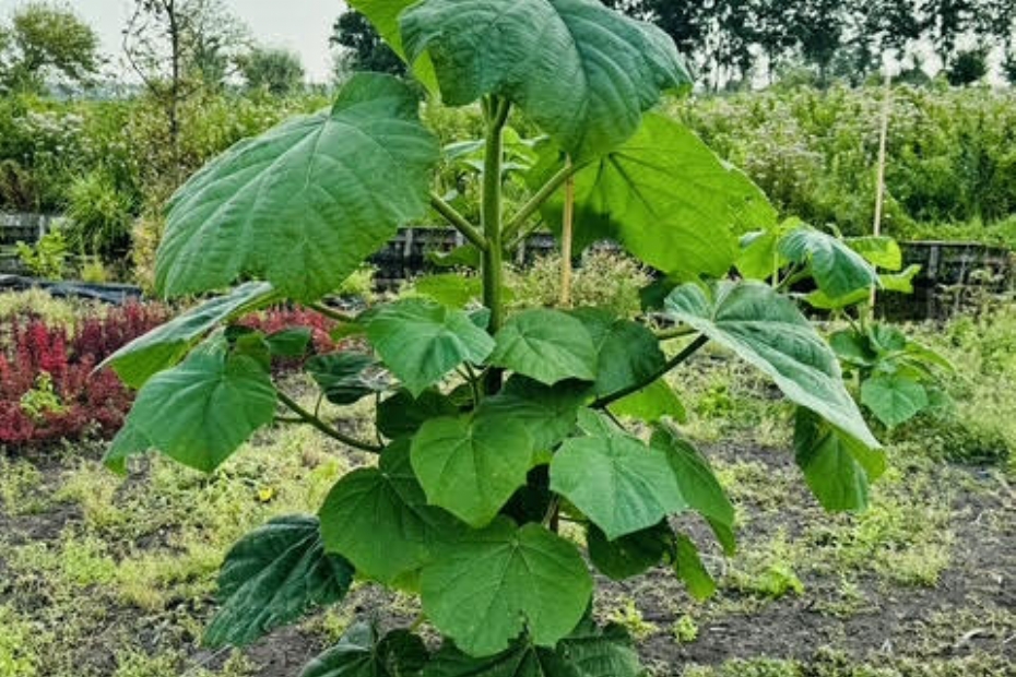 Paulownia has an exceptionally high CO₂ absorption