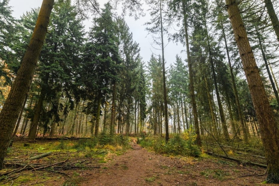 Forest management: thinning in Tilburg (Image via: Weijtmans)