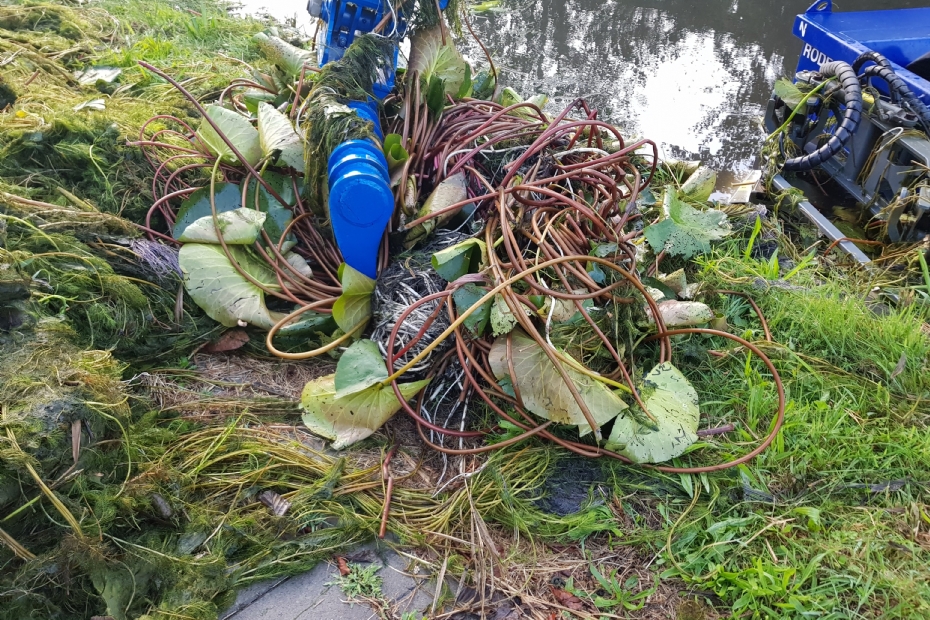 Invasive plants