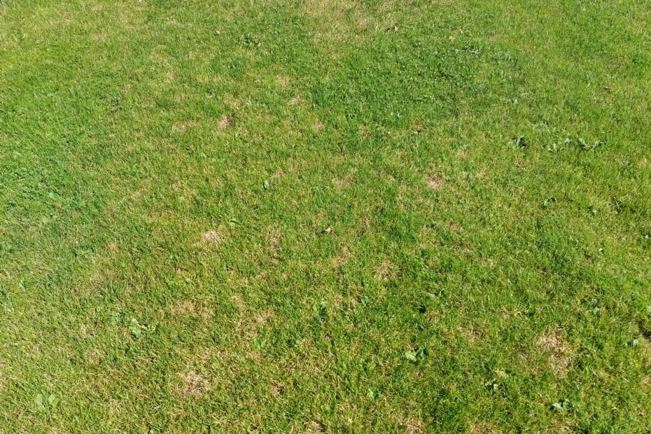Damage caused by snow mold