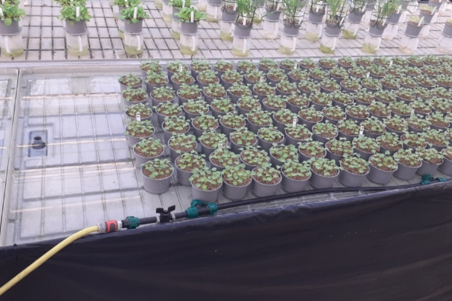 The test setup in the trial greenhouse of RHP in 's-Gravenzande