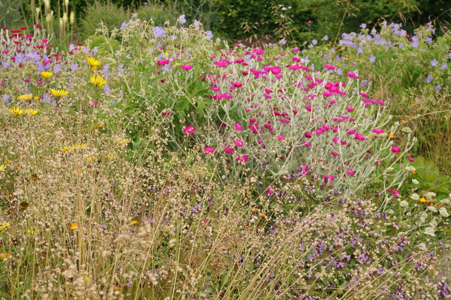 Wildissimo Moderato. Photo: Lageschaar Vaste Planten