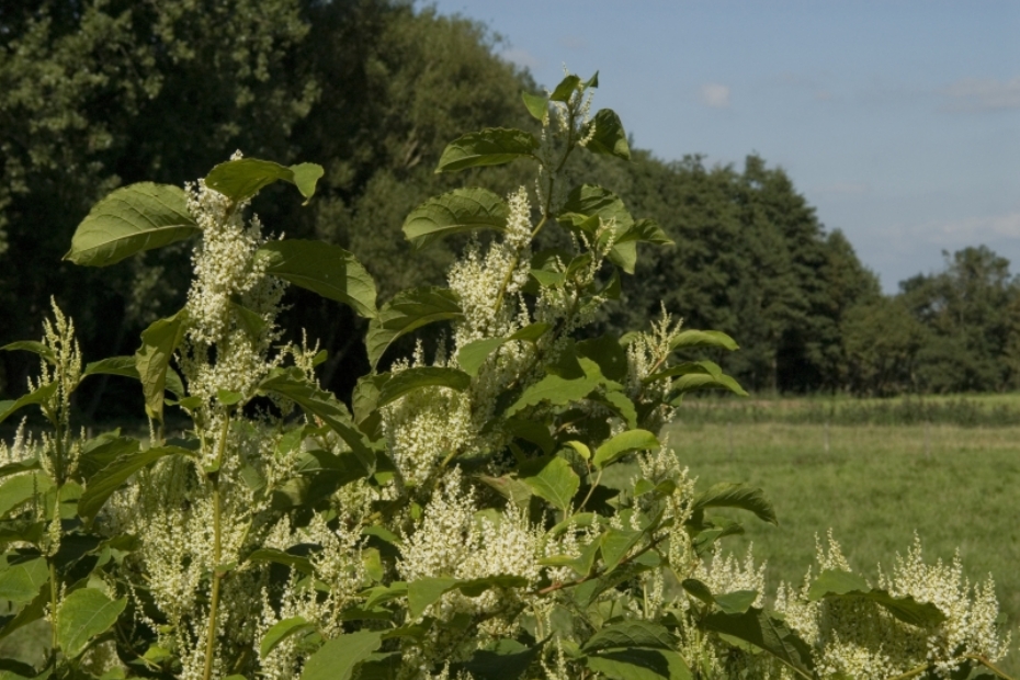 Fallopia japonica, Japanese knotweed