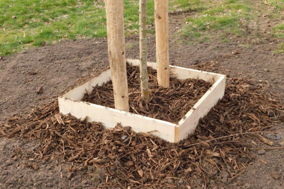 In Den Bosch, locally harvested wood is used for circular tree pits