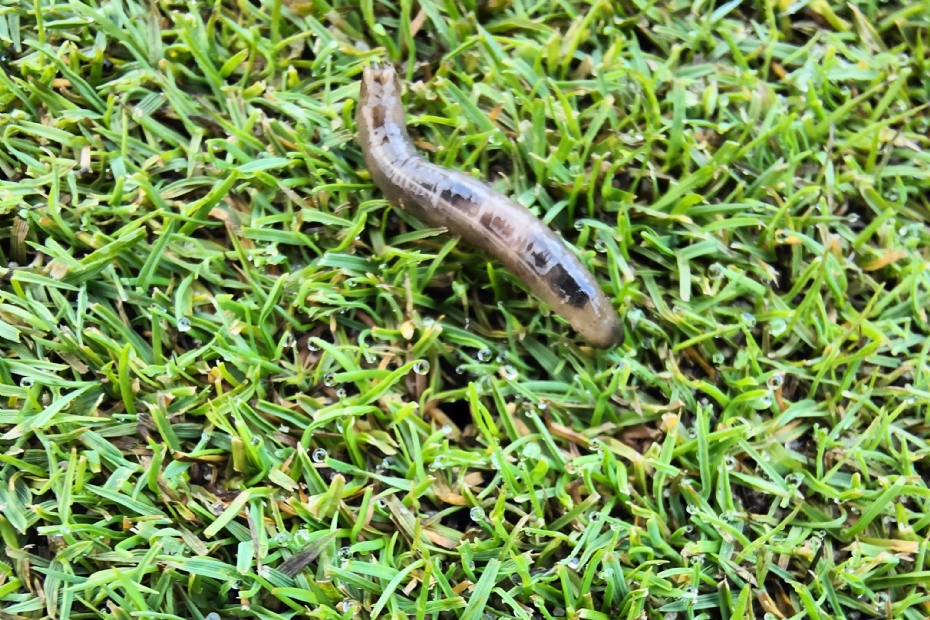 Leatherjackets on the green. Photo: Tristan van Dijken.