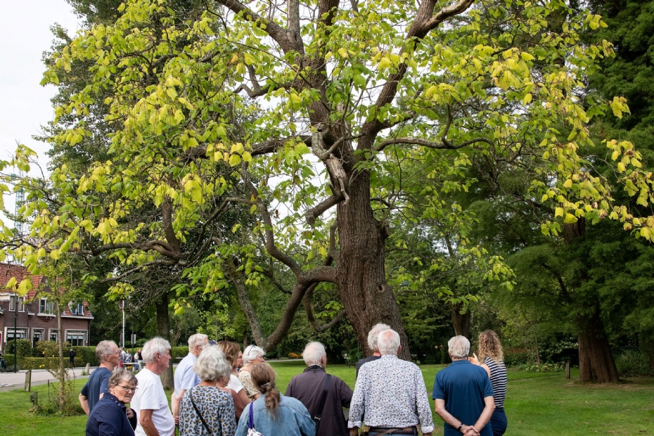The Catalpa that was preserved (image: Astrid den Haan)