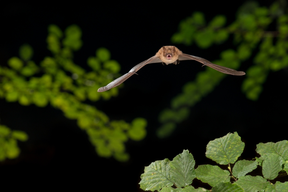 Geoffroy's bat (*Myotis emarginatus*), photo: Paul van Hoof