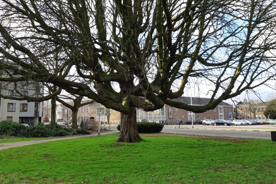 A horse chestnut tree in Julianapark, Nijmegen