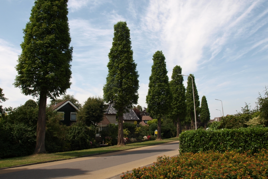 Pollarded Metasequoia glyptostroboides