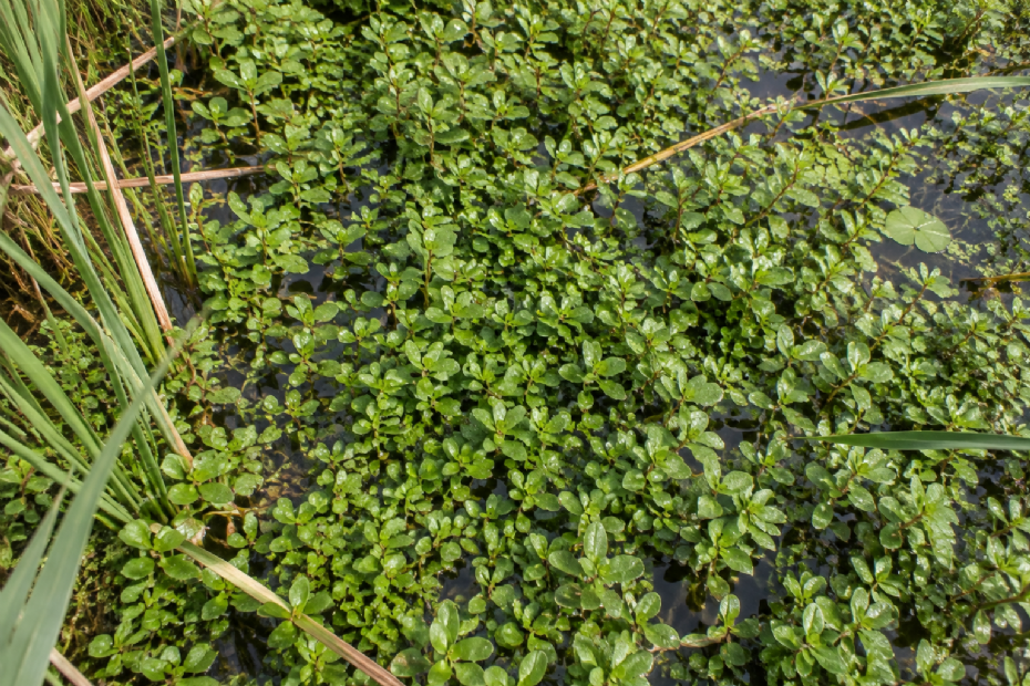 New Zealand pigmyweed (image for illustration, generated with AI)