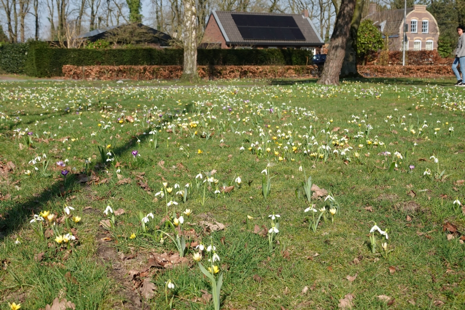 A flowering result from the 'Wildverband planting machine'