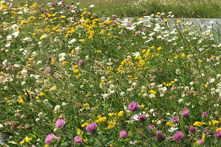 A herb-rich roadside verge