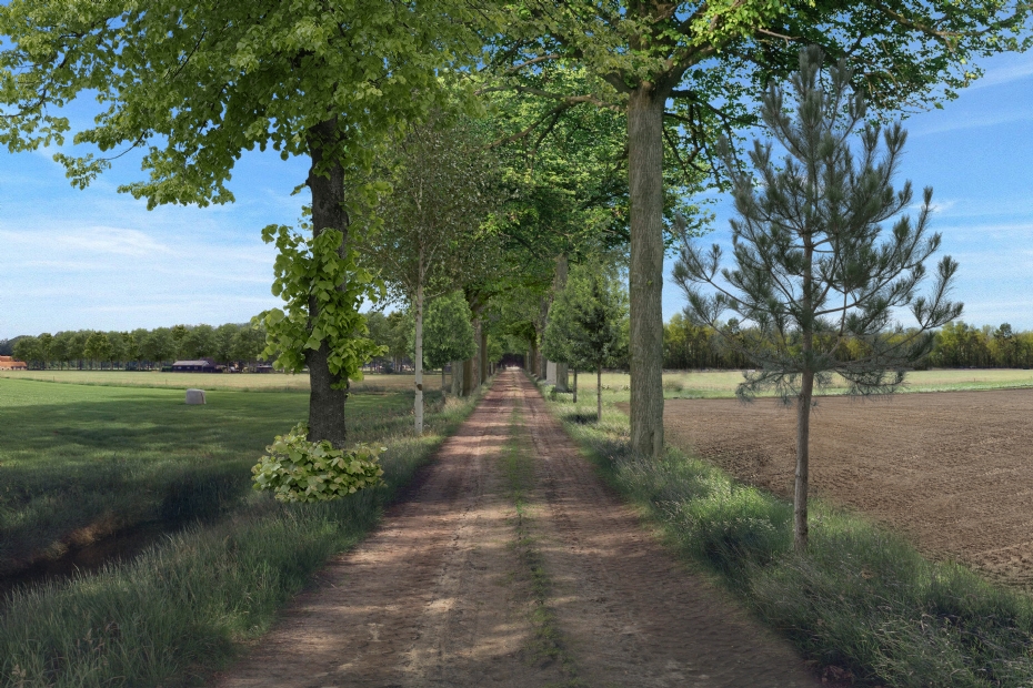 Radical avenue concept: view with different tree species, an intermediate species and rejuvenation