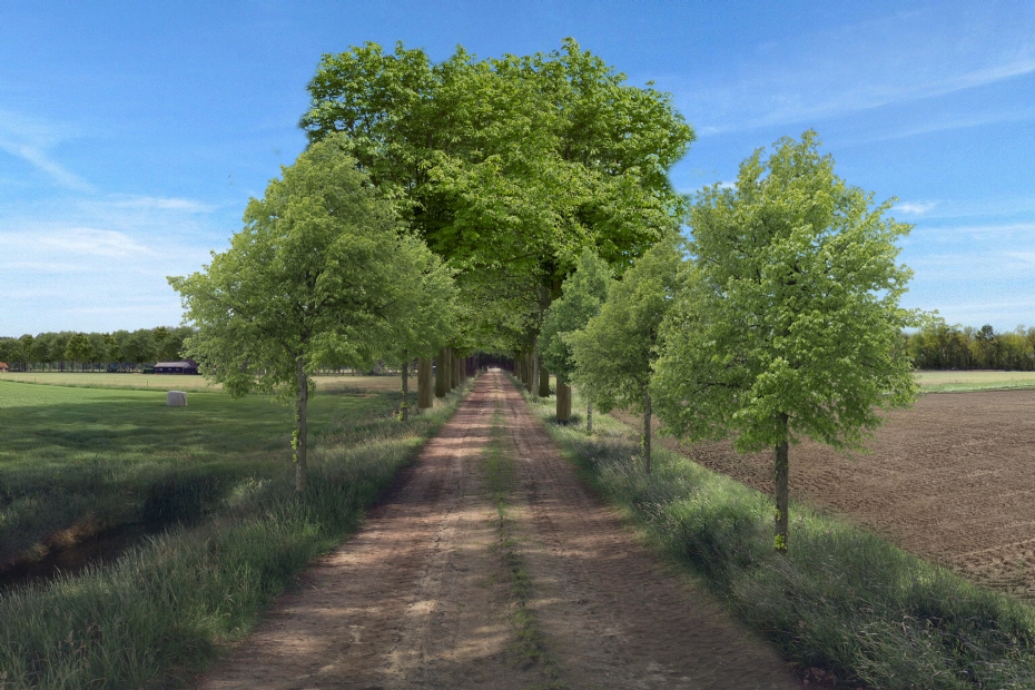 Avenue concept with replacement by blocks: uniform planting and rejuvenation with a new species