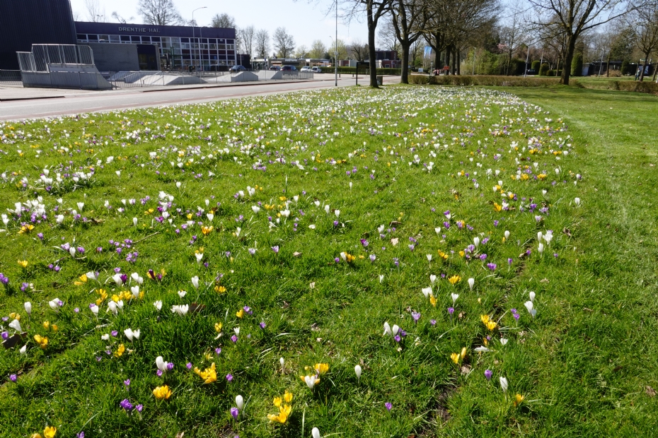 Flower bulbs planted in a natural-looking pattern Flower bulbs planted in a natural-looking pattern